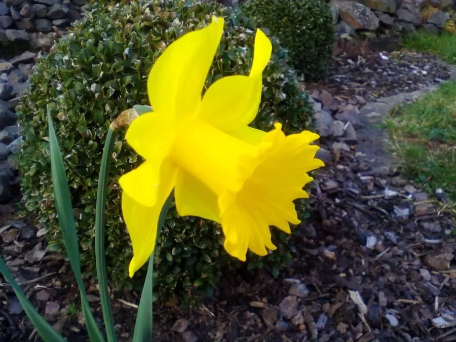 Flor de captura de imagen