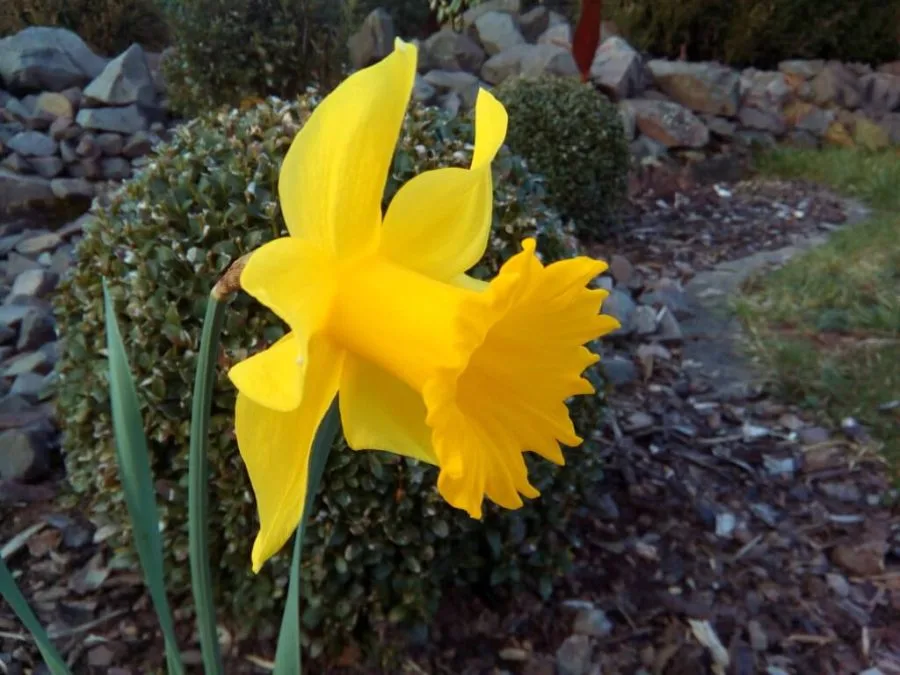 Kamera mount Cubot Z100 udendørs blomst