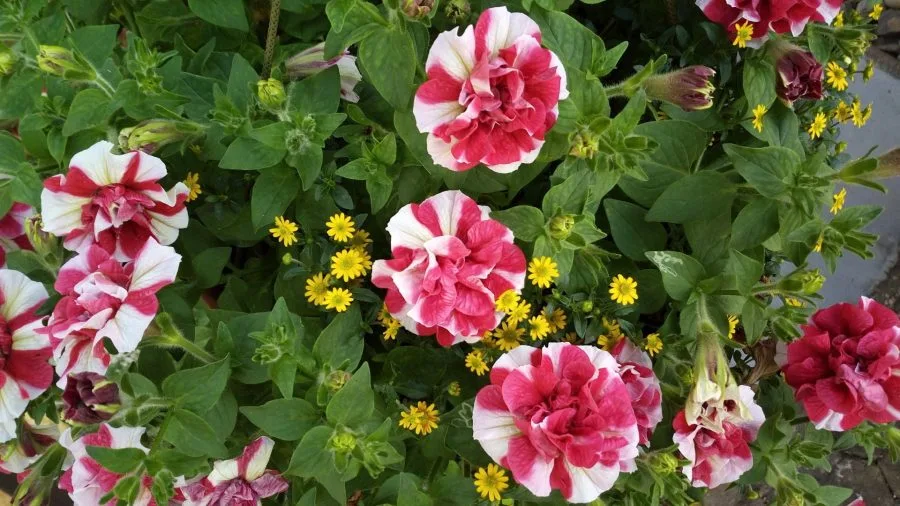 Vernee Thor Test Εικόνες Κάμερα (1)