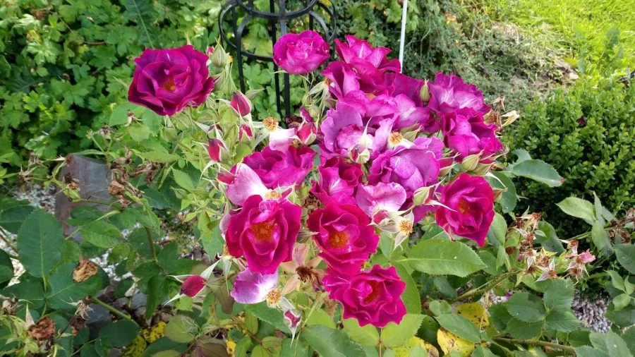 Vernee Thor Test Εικόνες Κάμερα (4)