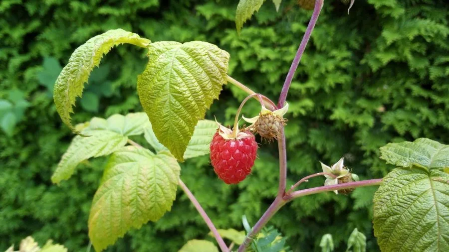 Vernee Thor Test Εικόνες Κάμερα (5)