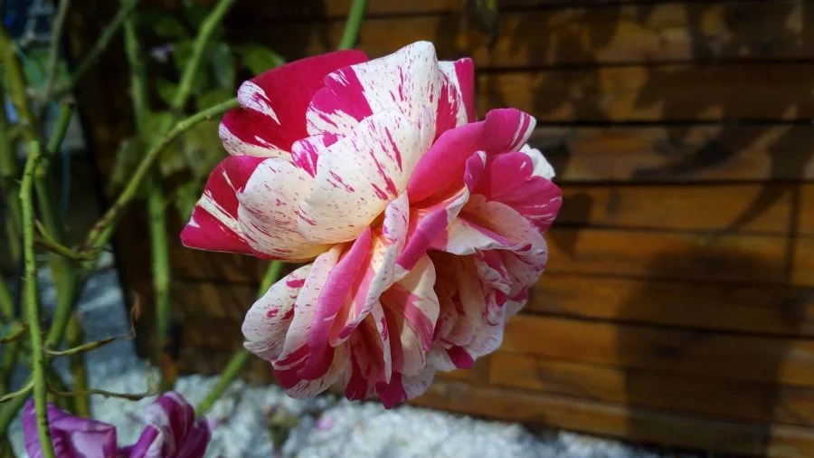 Vernee Thor Test Εικόνες Κάμερα (9)