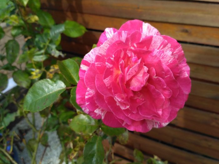 Cámara de imagen de prueba Xiaomi Redmi 3S (3)