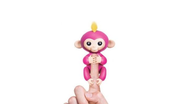 Fingerlings baby monkeys