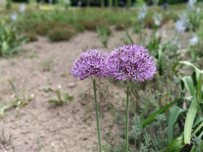 מבחן Shot Bokeh (2)