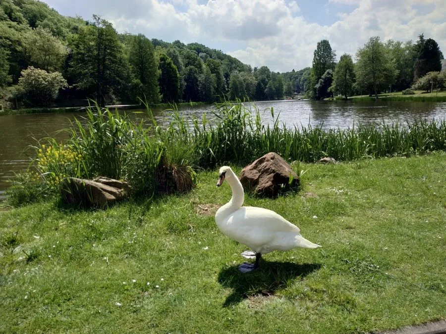 Тестовая запись (1)