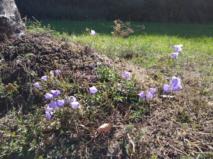 Grabación de prueba (4)