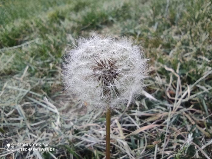 Prise de vue macro (2)