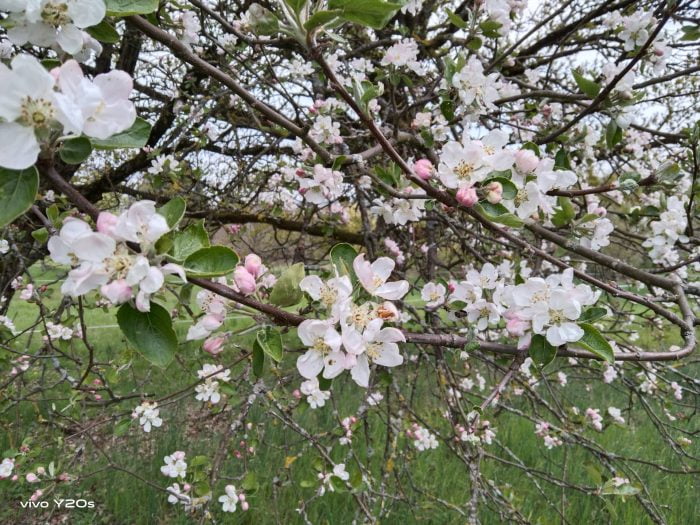 giorno di registrazione della fotocamera vivo Y20s (5)