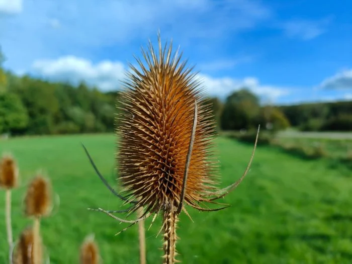 realme GT Master Edition testbild porträtt (2)