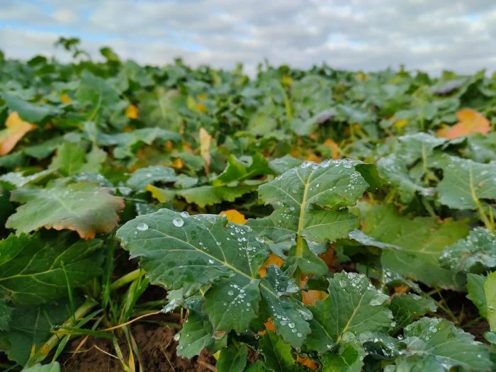 terrain de test de la caméra realme GT Neo2 avec du chou