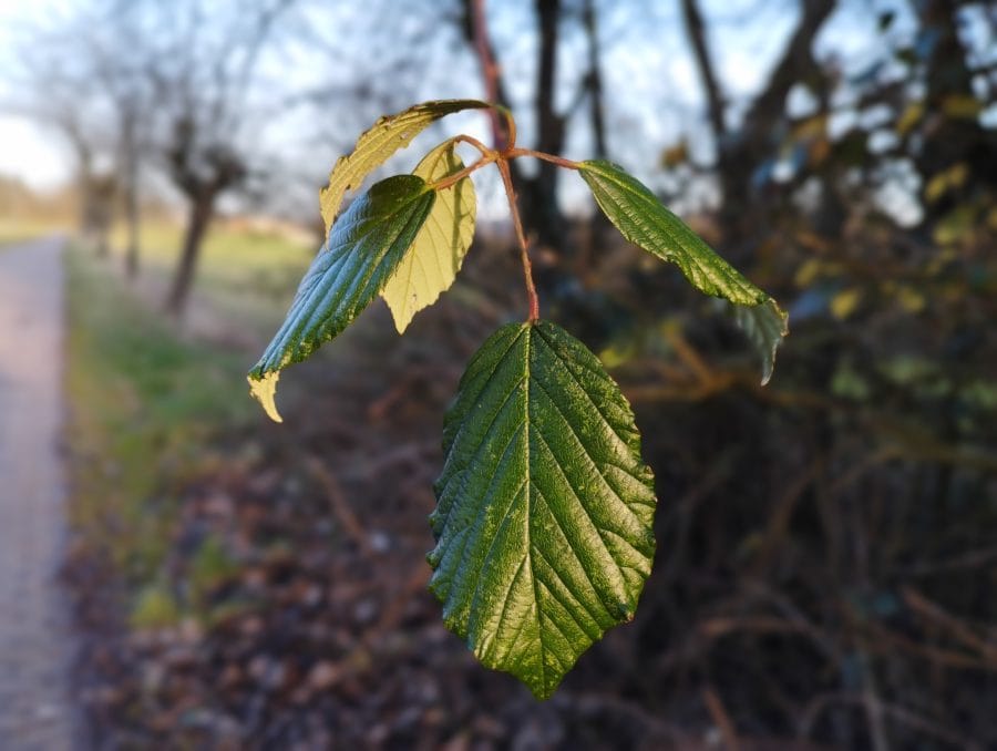 Foto di prova del ritratto di Redmi Note 11