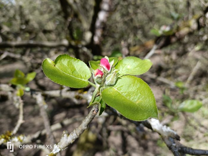 OPPO Zoek X5 Lite Hoofdcamera Testopname Dagbloemen (1)