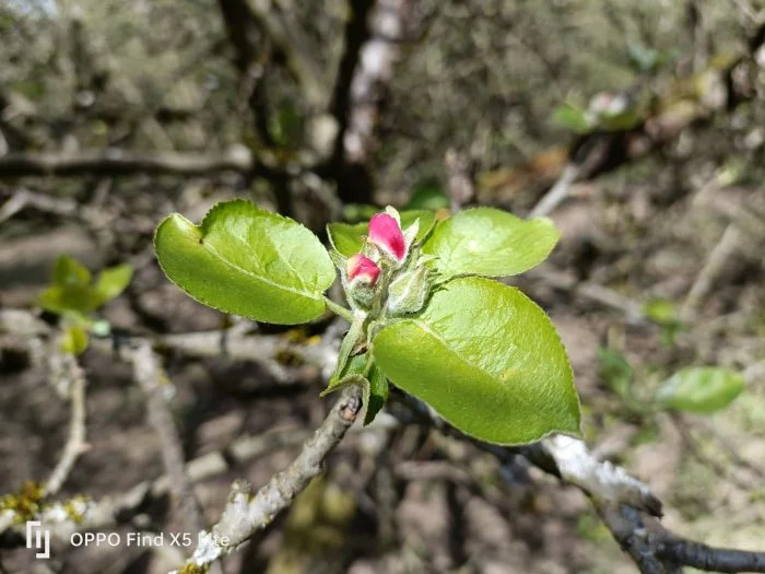 OPPO Hitta X5 Lite Huvudkamera Testbild Dagsblommor (1)