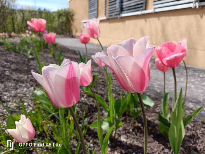 Testovací snímek hlavního fotoaparátu OPPO Find X5 Lite Day Flowers (2)