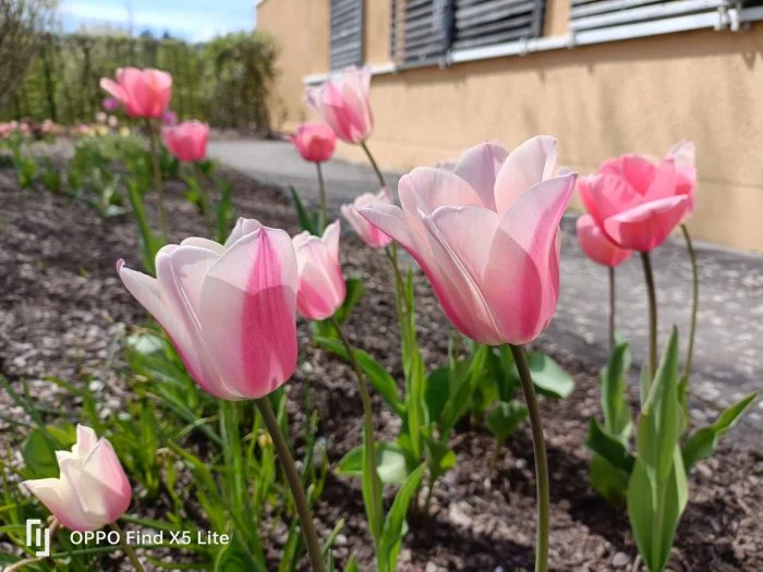 OPPO Find X5 Lite Câmera Principal Teste Dia Flores (2)