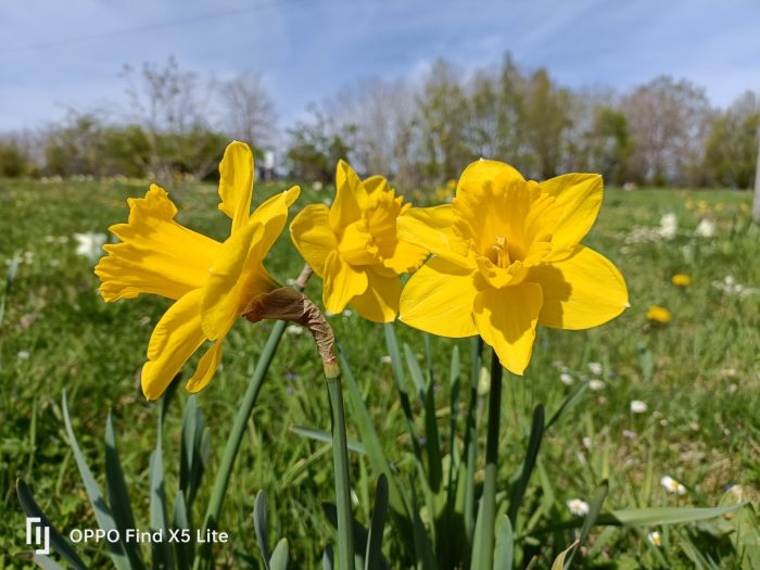 OPPO Find X5 Lite hovedkamera testbillede Dagsblomster (3)