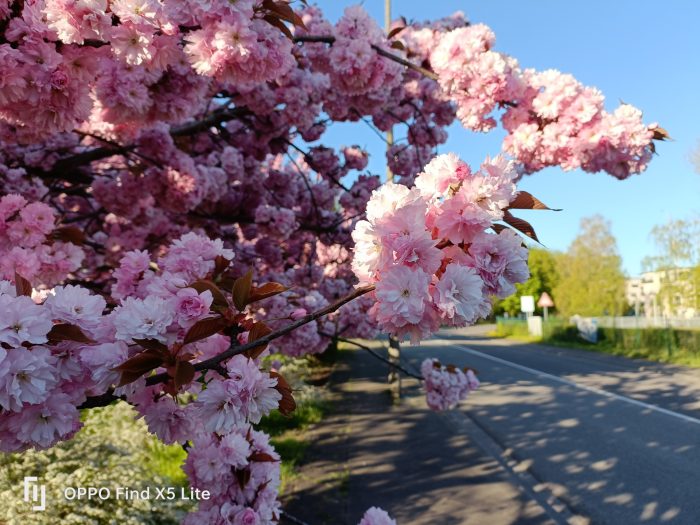 OPPO Find X5 Lite hovedkamera testbillede dag kirsebærblomst