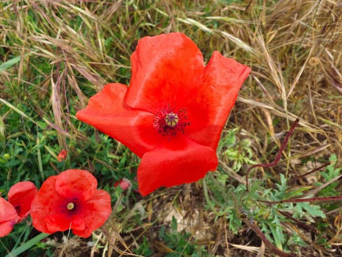 flor de tiro de teste da câmera principal vivo X80 Pro (1)