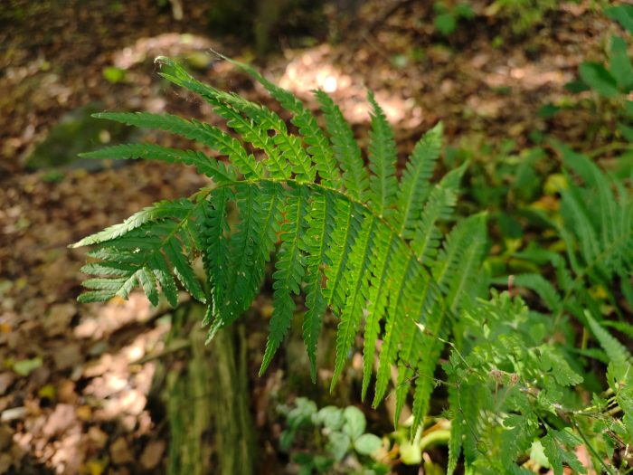 Fiore di prova della fotocamera principale vivo X80 Pro (3)