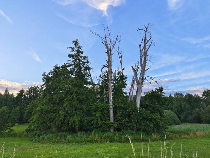 Zdjęcie testowe kamery głównej vivo X80 Pro natura (2)