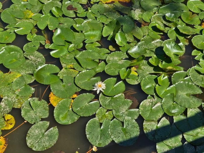 Zoom do aparatu Vivo X80 Pro (2)