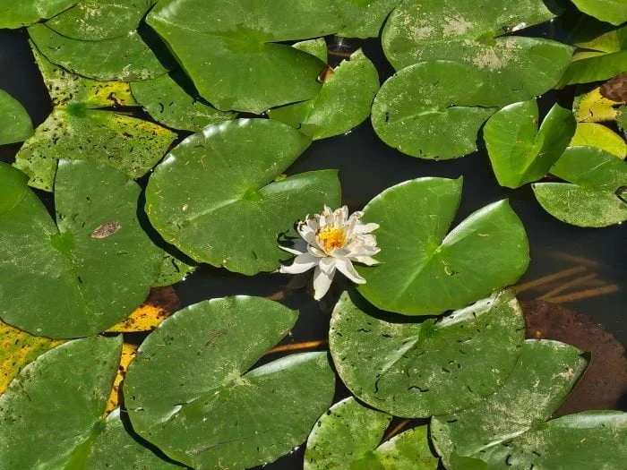 Zoom do aparatu Vivo X80 Pro (3)