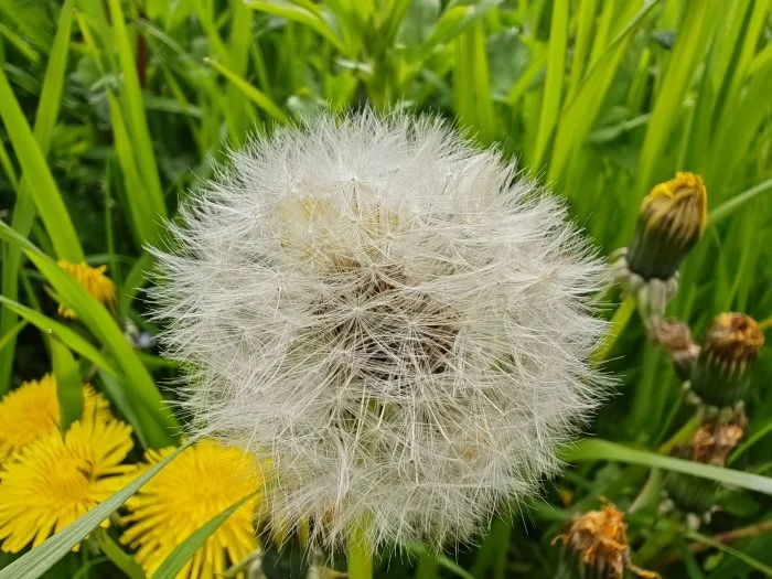 Testovací snímek makro fotoaparátu HONOR Magic 5 Pro Pampeliška