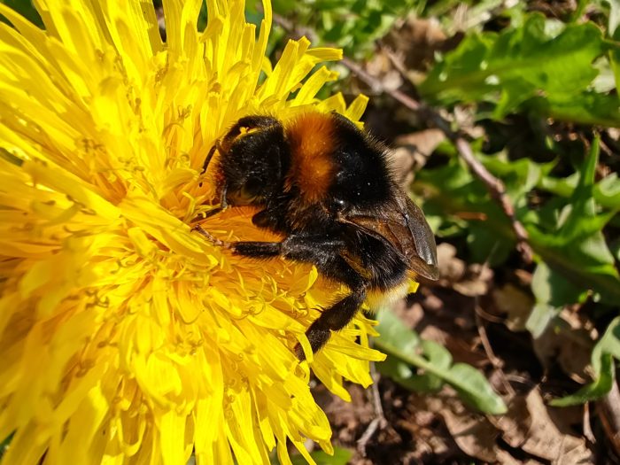 HONOR Magic 5 Pro tiro de teste câmera macro abelha