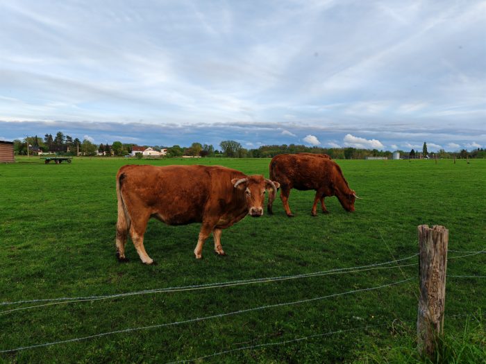 Prise de vue d'essai de la caméra principale HONOR Magic 5 Pro Vaches de jour