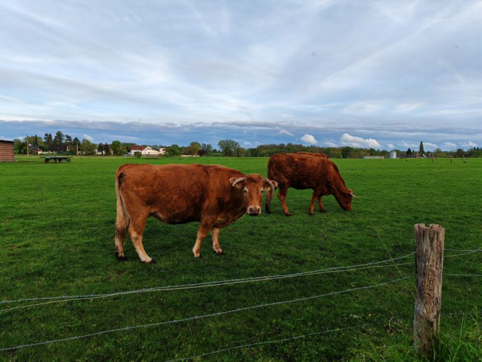 Toma de prueba de la cámara principal del HONOR Magic 5 Pro Vacas diurnas