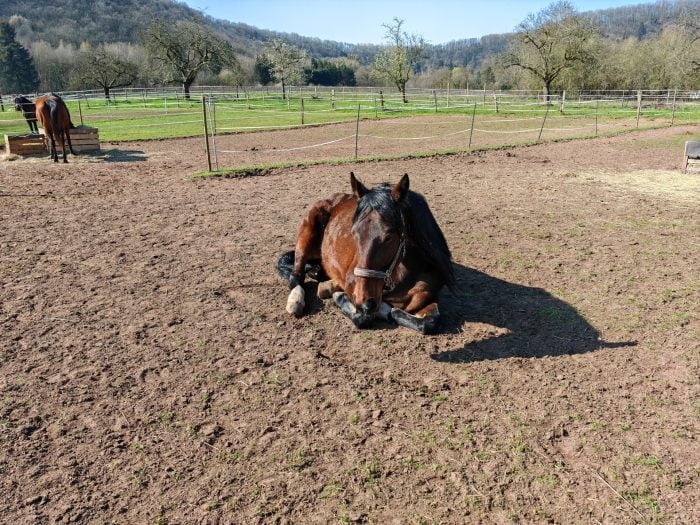 HONOR Magic 5 Pro tiro de prueba cámara principal caballo de día