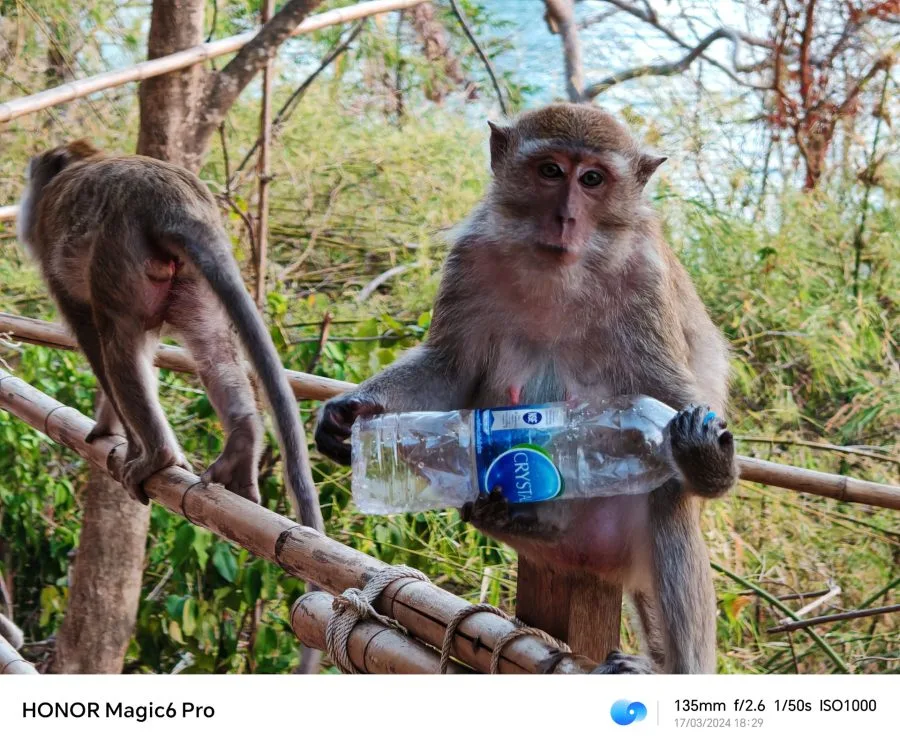 HONOR Magic 6 Pro Kameratest (7)