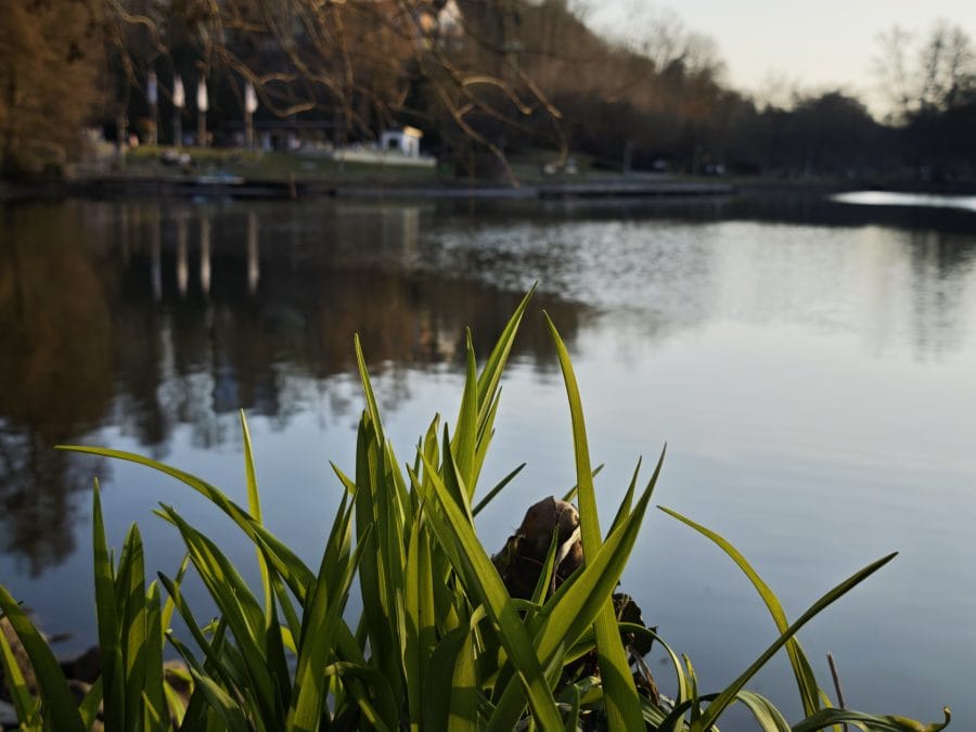 Xiaomi 15 Kamera Testaufnahme Rasen vor See