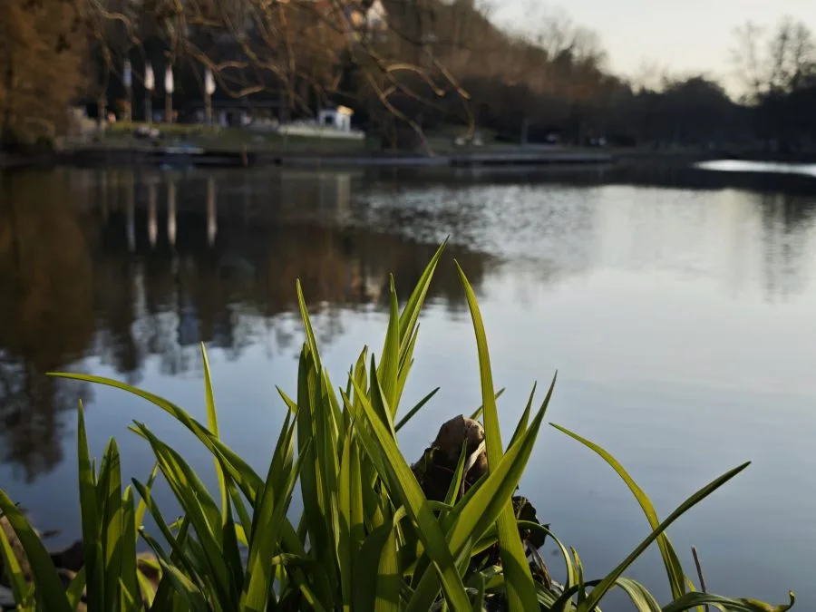 اختبار كاميرا Xiaomi 15 لتصوير العشب أمام البحيرة