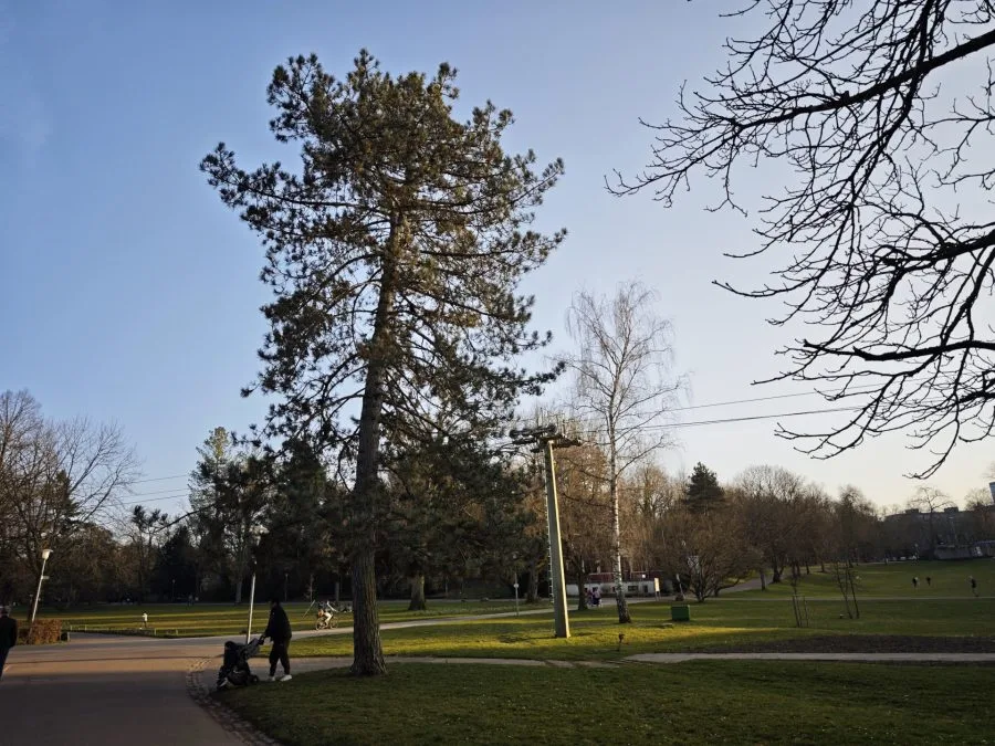 اختبار كاميرا Xiaomi 15 في مرج مع شجرة