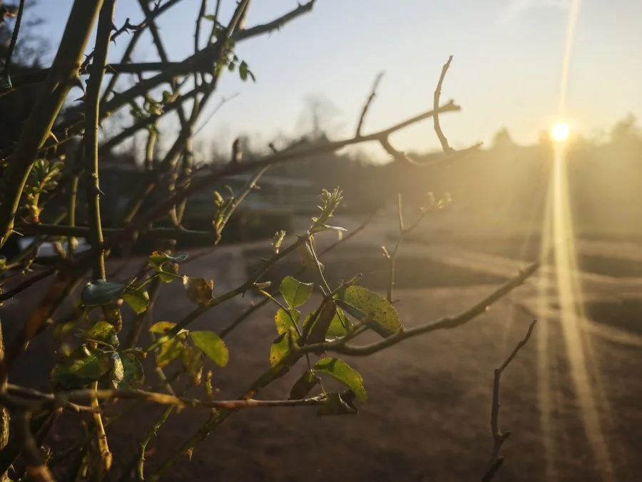 اختبار تصوير بوكيه بكاميرا هاتف Xiaomi 15 عند غروب الشمس