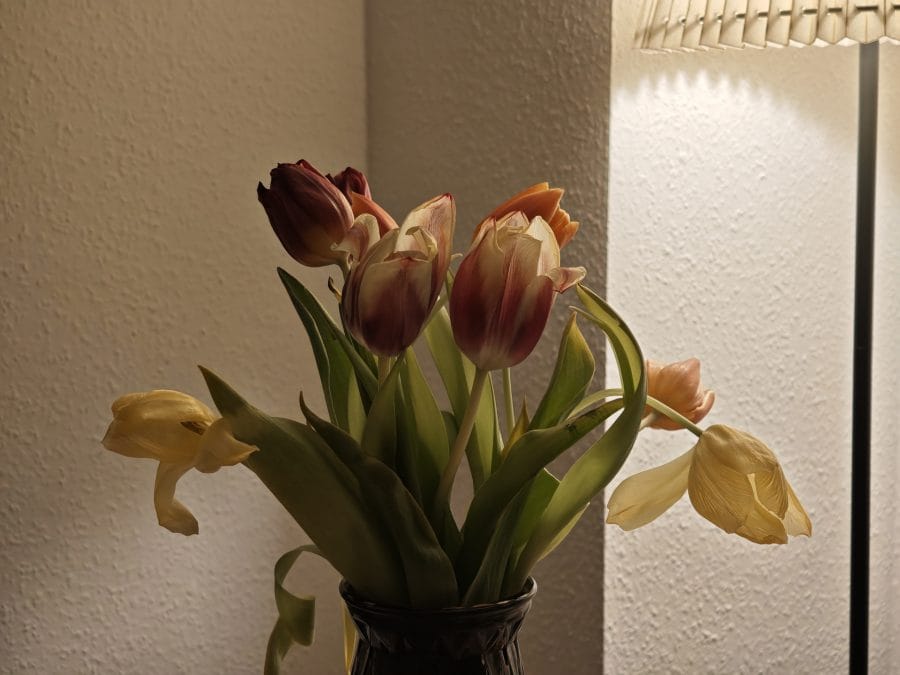 Xiaomi 15 Kamera Testaufnahme Tulpen