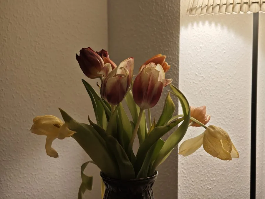 اختبار كاميرا Xiaomi 15 مع زهرة التوليب