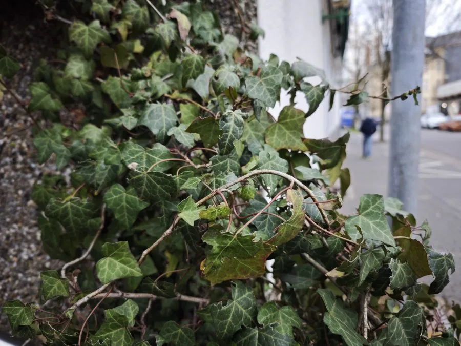 اختبار كاميرا Xiaomi 15 في صورة Ivy