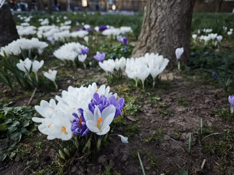 اختبار كاميرا Xiaomi 15 لقطة كروكوس