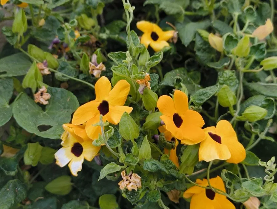 HONOR Magic V3 žluté květy