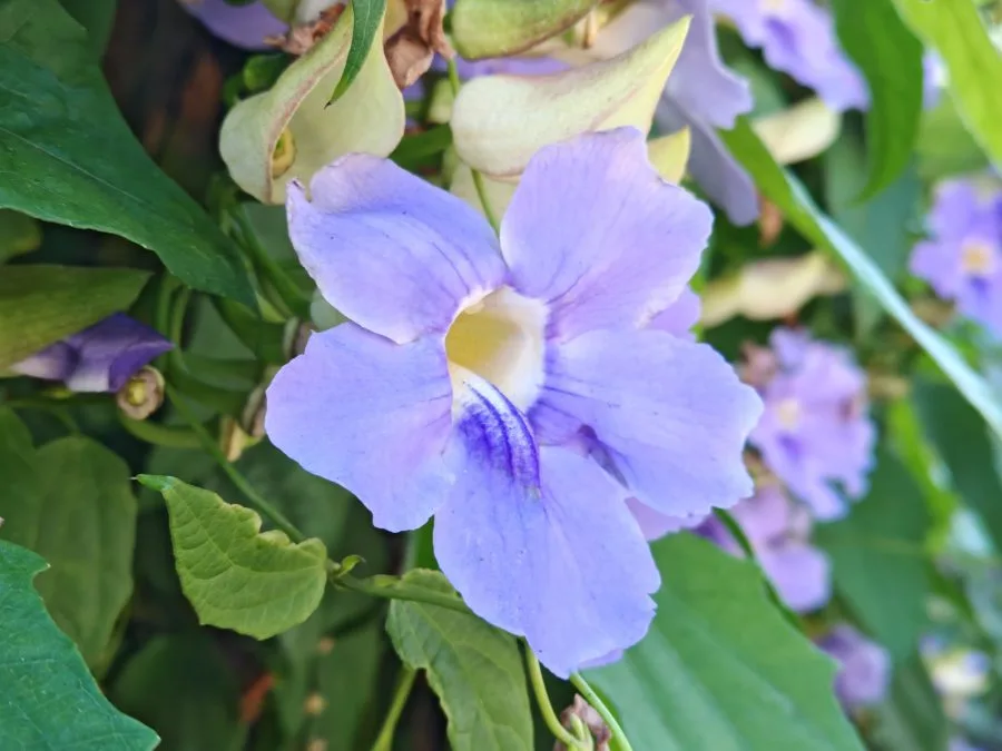 HONOR Magic V3 modré květy