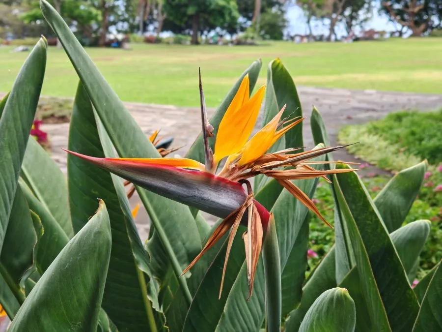 HONOR Magic V3 Parrot Plant