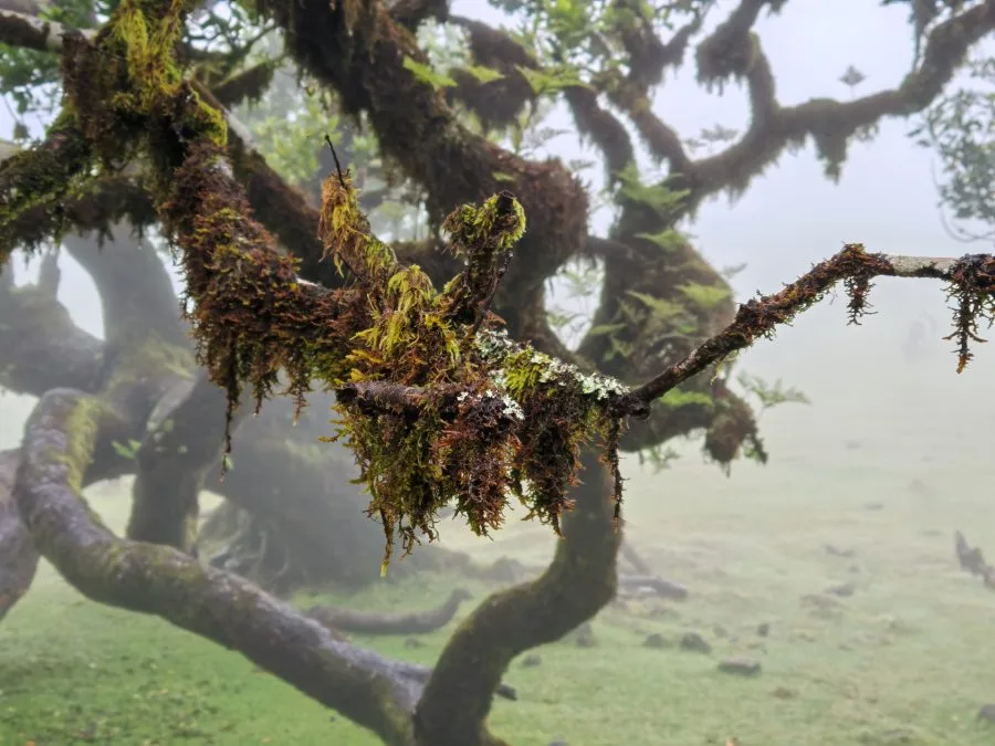 HONOR Magic V3 Nebula