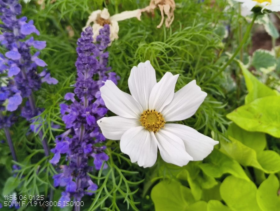 CMF Phone 2 Pro Testaufnahme Blume in Nahaufnahme