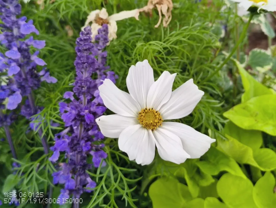 CMF Phone 2 Pro Testaufnahme Blume in Nahaufnahme