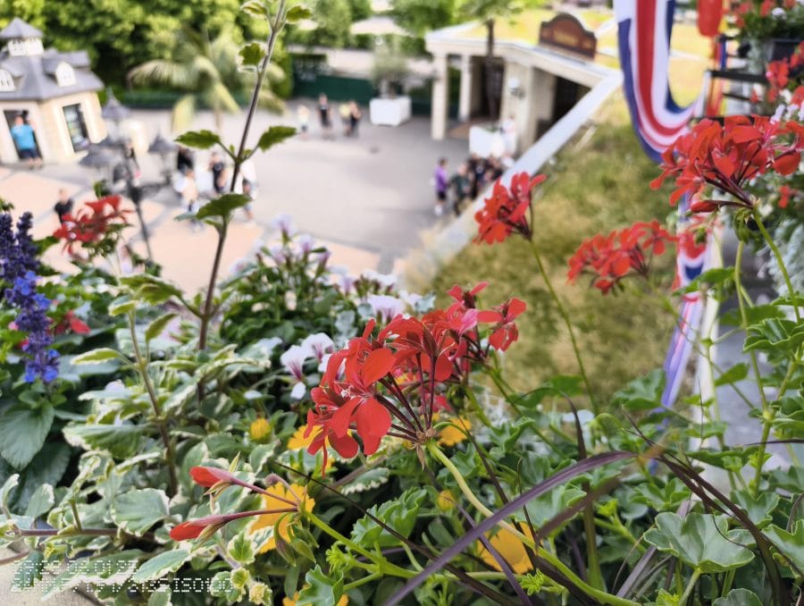 CMF Phone 2 Pro Testaufnahme Blumen mit Bokeh