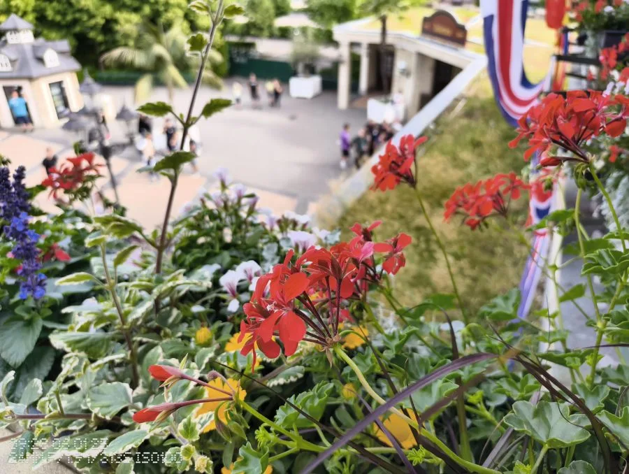 CMF Phone 2 Pro Testaufnahme Blumen mit Bokeh