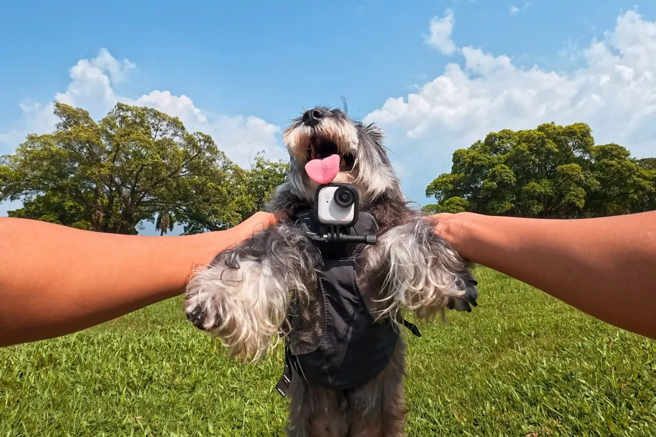 Insta360 GO Ultra на собаке